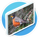 American Robin