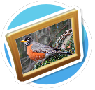 Robin2