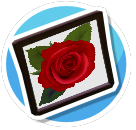 Rose2