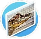 Alligator