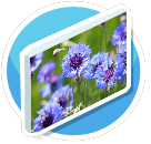 Cornflower-blue