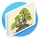 bonsai