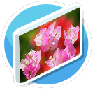 Bougainvillea