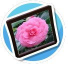 Camellia