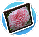 Camellia 2