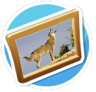 Coyote 2