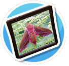 Elephant hawk moth