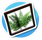 Fern