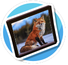 Red fox