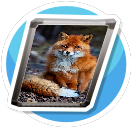 Red fox 2