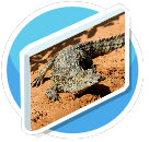 Nile croc