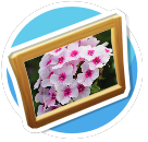 Phlox