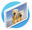 Polar bear