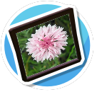 Cornflower - pink