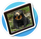 Sun bear