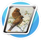 Cedar waxwing