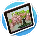 Wisteria bonsai
