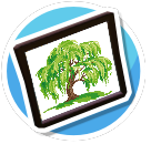 Willow tree1