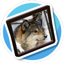 Gray wolf