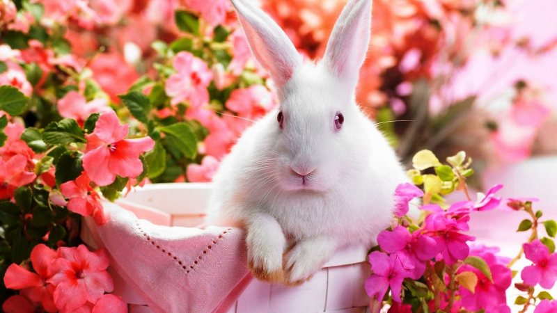 Cute Rabbit