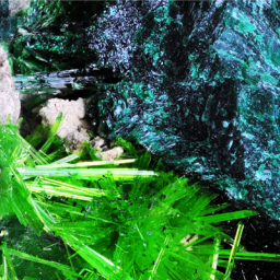 Jungle_Test