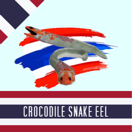 Crocodile Snake Eel(ปลาไหลงูจระเข้)