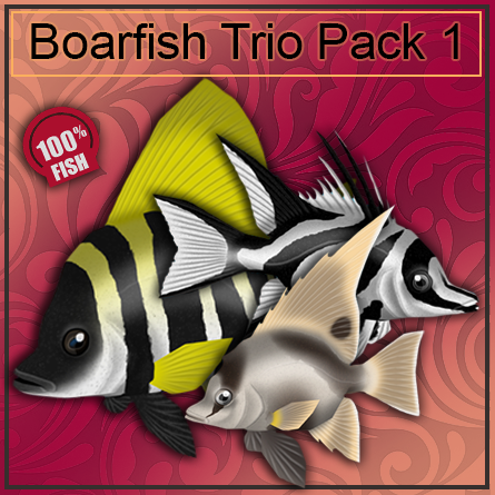 Boarfish trio Pack 1