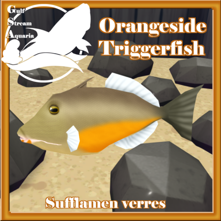 Gulf Stream Aquaria - Orangeside Triggerfish