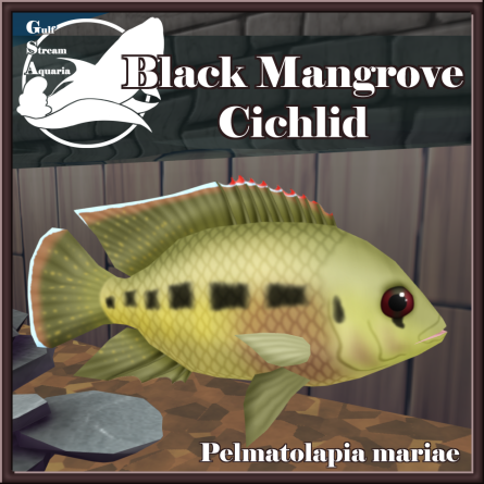 Gulf Stream Aquaria - Black Mangrove Cichlid