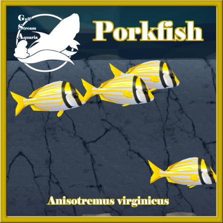 Gulf Stream Aquaria - Porkfish
