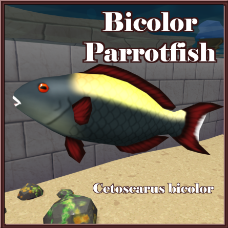 Gulf Stream Aquaria - Bicolor Parrotfish