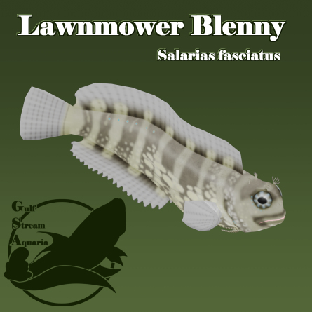 Gulf Stream Aquaria - Lawnmower Blenny