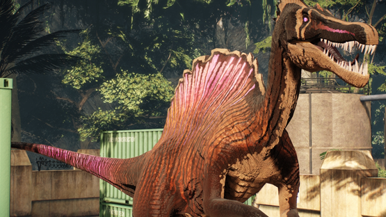 Rosewood Spino