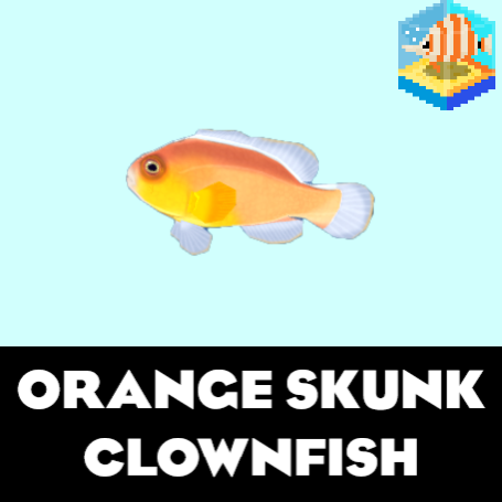 Orange Skunk Clownfish