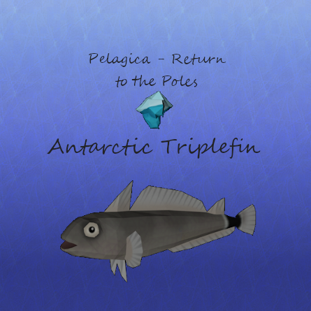 Pelagica - Return to the Poles - Antarctic Triplefin