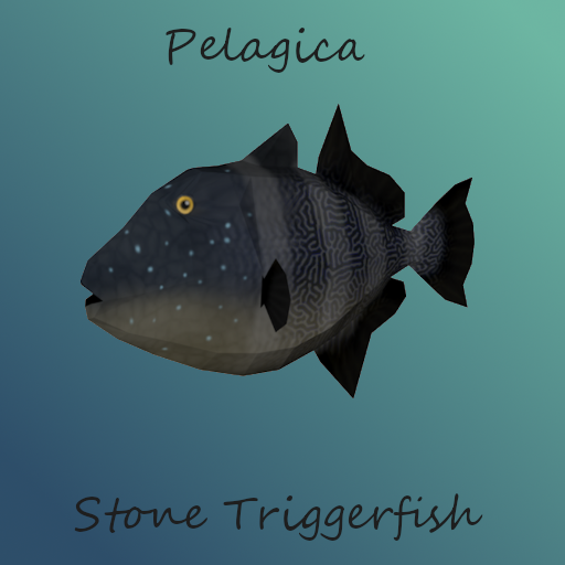 Pelagica - Stone Triggerfish