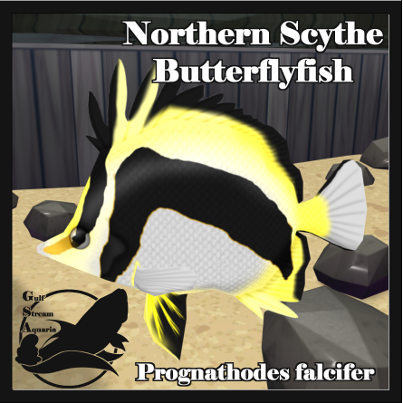Gulf Stream Aquaria - Northern Scythe Butterflyfish