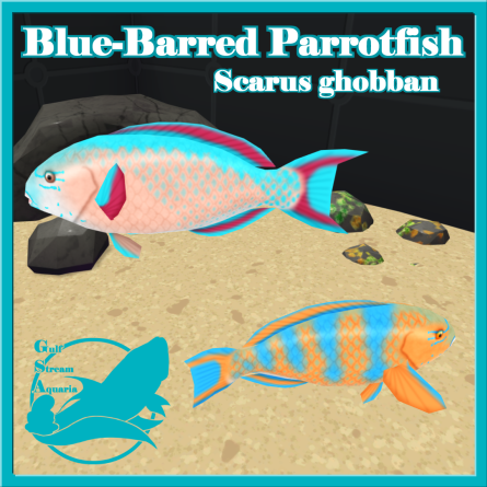 Gulf Stream Aquaria - Blue-Barred Parrotfish