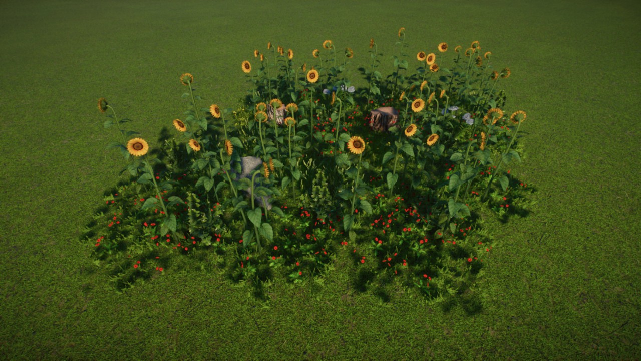 Large Grass Coverage 08 - Sunflower / Conservation / Temperate / Wild