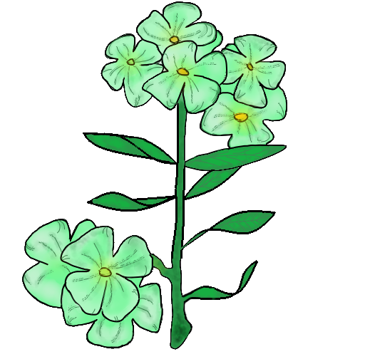 Blume Grüne