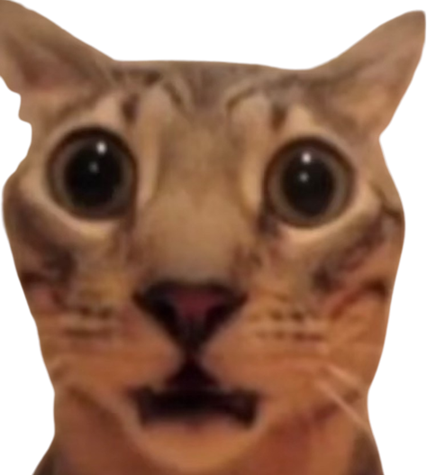 cat surprised