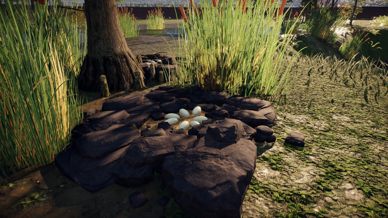 Dinosaur Nest- Rocks