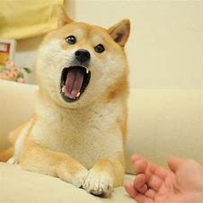 dogemod