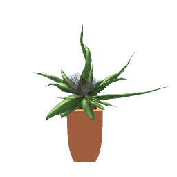 aloe plant-decor