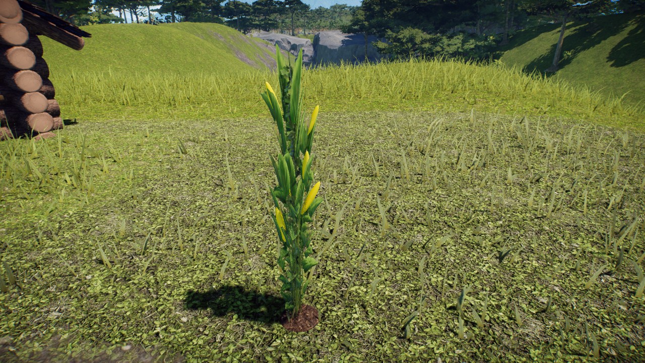 corn