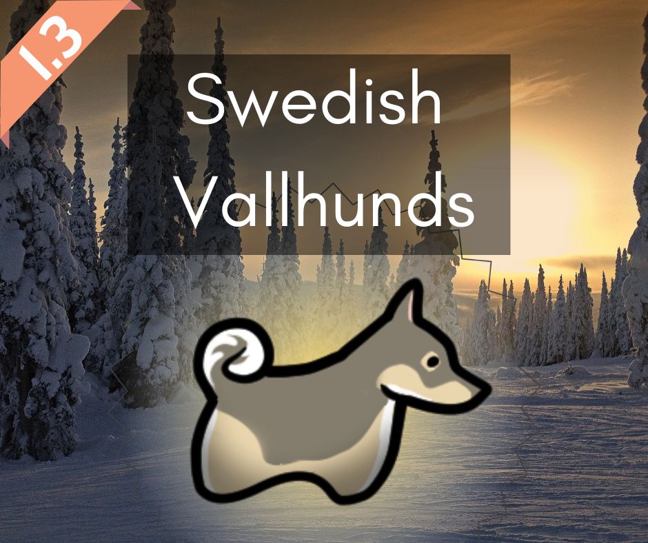 Swedish Vallhunds