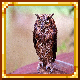 the zorpocolaapse – tModLoader Mod