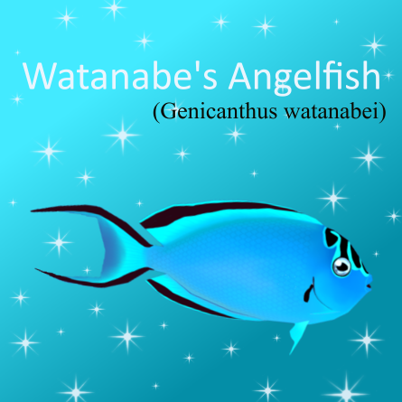 Watanabe Angelfish
