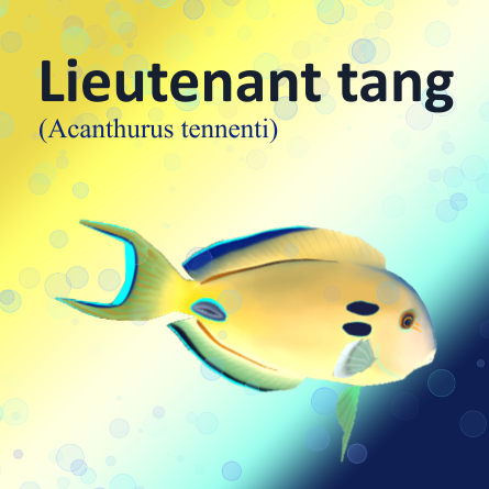 Lieutenant tang