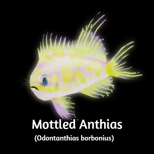 Mottled Anthias